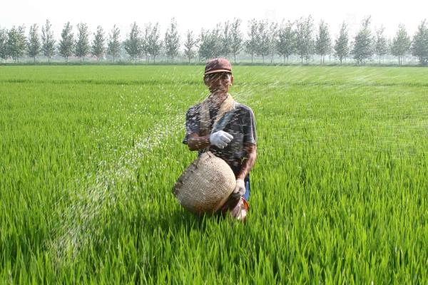 南方地区怎么种植水稻，移栽前亩施尿素4-5公斤