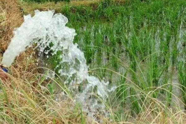 南方地区怎么种植水稻，移栽前亩施尿素4-5公斤