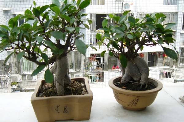 家里不能养榕树的原因，风水学认为它容易招来鬼神和晦气