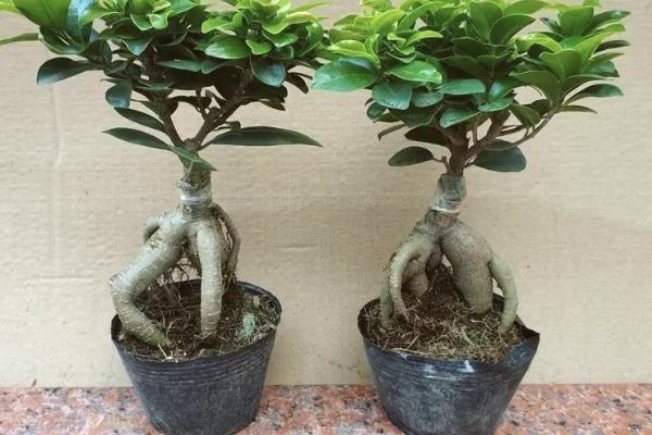 家里不能养榕树的原因，风水学认为它容易招来鬼神和晦气
