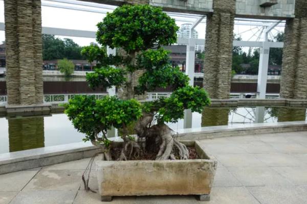 家里不能养榕树的原因，风水学认为它容易招来鬼神和晦气
