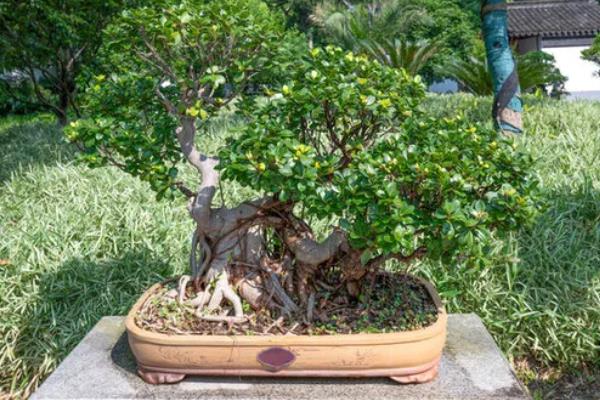 家里不能养榕树的原因，风水学认为它容易招来鬼神和晦气