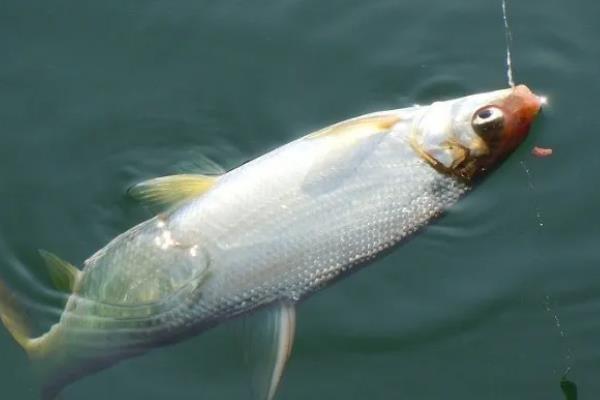 钓黄尾鱼用多长子线,通常用15-20厘米的子线