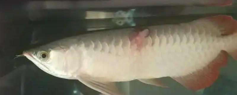 金龙鱼掉鳞片的原因及解决方法，可能是受伤或生病所致