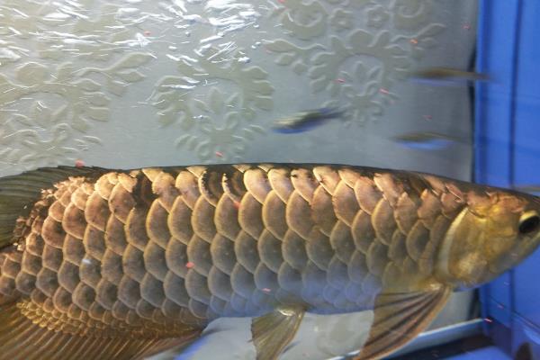 金龙鱼掉鳞片的原因及解决方法，可能是受伤或生病所致