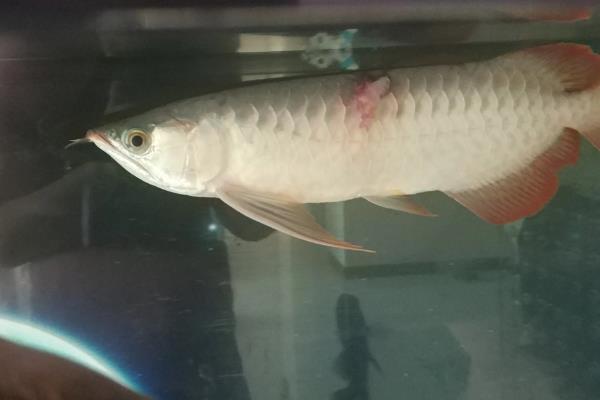 金龙鱼掉鳞片的原因及解决方法，可能是受伤或生病所致