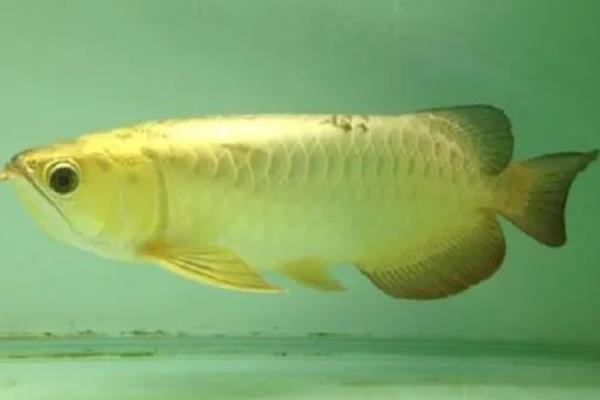 金龙鱼掉鳞片的原因及解决方法，可能是受伤或生病所致