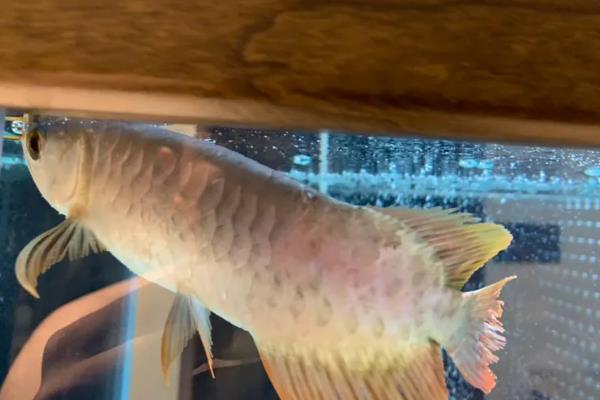 金龙鱼掉鳞片的原因及解决方法，可能是受伤或生病所致