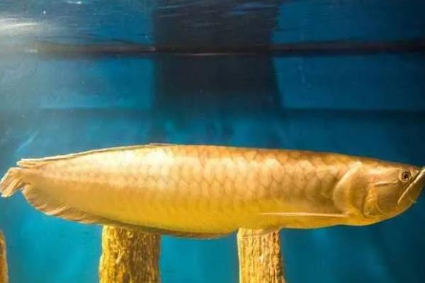 金龙鱼掉鳞片的原因及解决方法，可能是受伤或生病所致