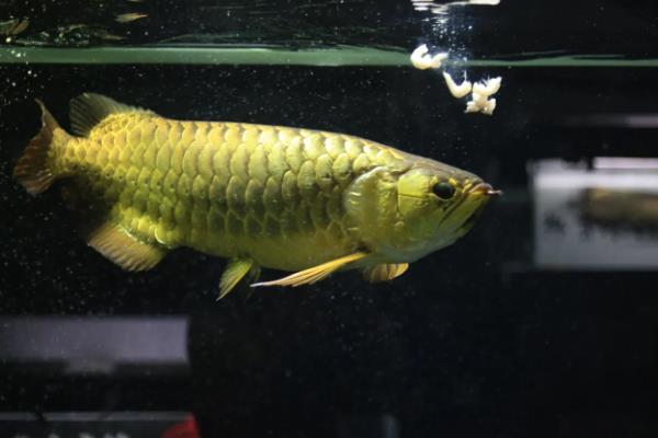 金龙鱼掉鳞片的原因及解决方法，可能是受伤或生病所致