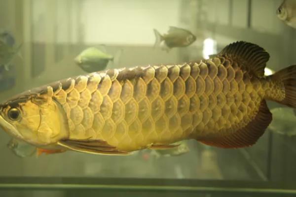 金龙鱼掉鳞片的原因及解决方法，可能是受伤或生病所致