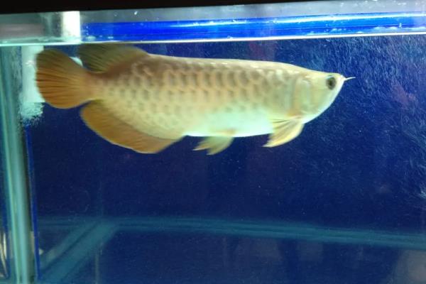 金龙鱼掉鳞片的原因及解决方法，可能是受伤或生病所致