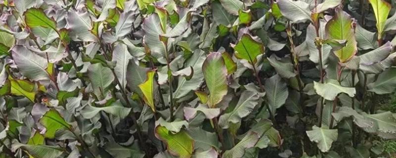 芭蕉芋有什么用途，可以制淀粉、酿酒等