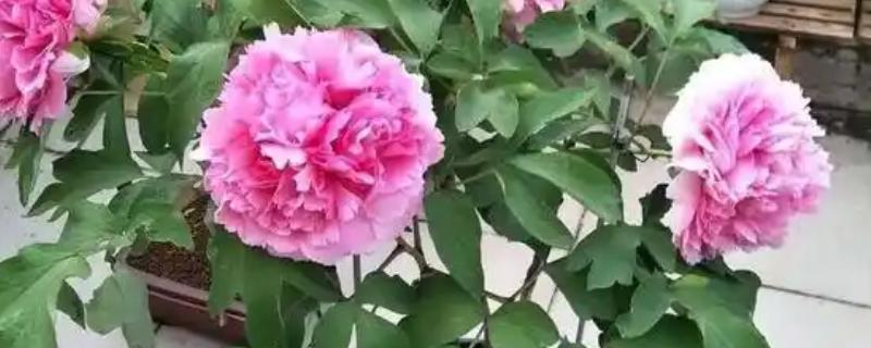 牡丹花如何移栽，舒展根系后再栽入土中并压实