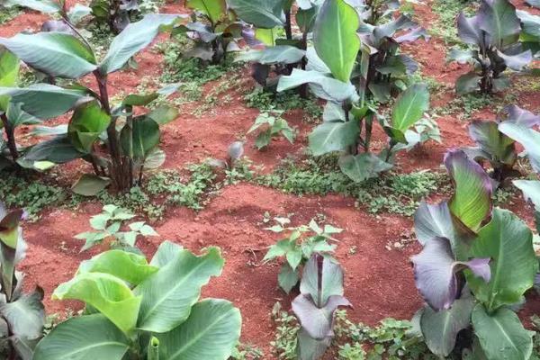 芭蕉芋有什么用途，可以制淀粉、酿酒等