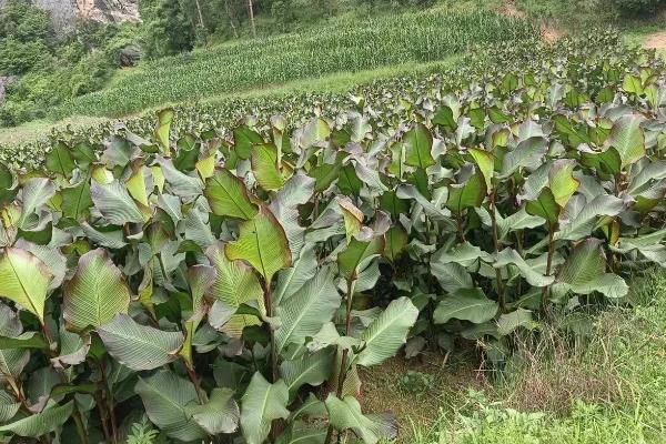 芭蕉芋有什么用途，可以制淀粉、酿酒等