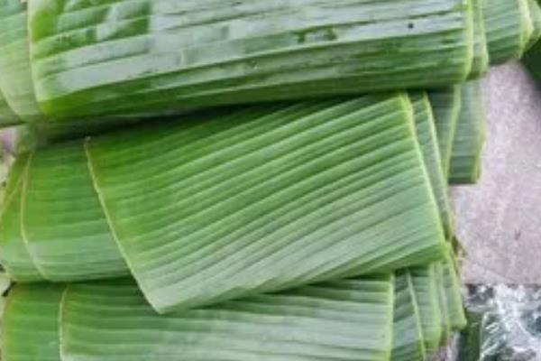 芭蕉芋有什么用途，可以制淀粉、酿酒等