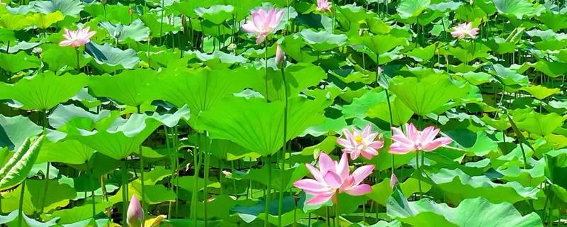 圆明园荷花适合什么时候观赏，最佳观赏期在7月