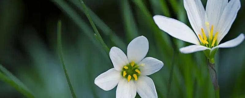 百合花的养殖方法，栽植宜在9-10月进行