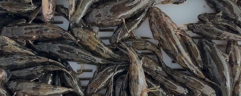 沙塘鳢怎么养殖，鱼苗阶段每天投喂1-2次