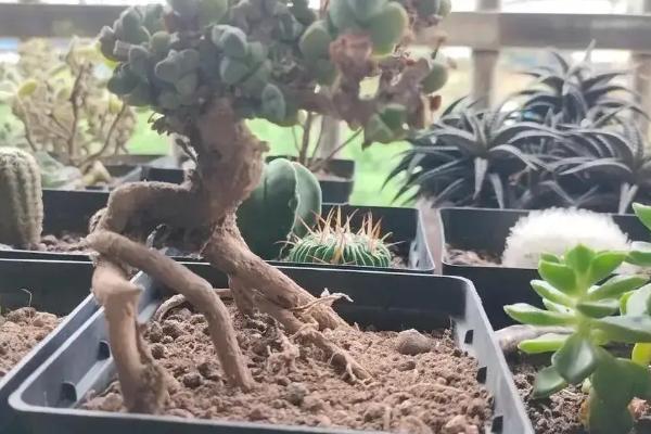 海棠老桩的发芽时间，在春季和清明时节发芽