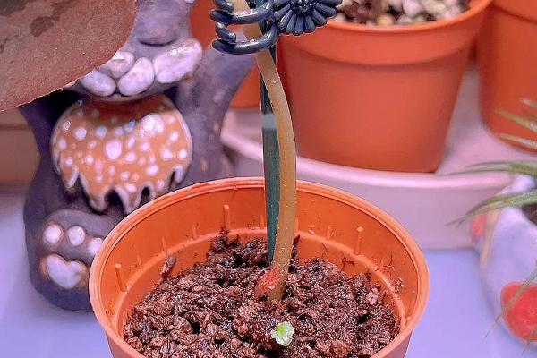 海棠老桩的发芽时间，在春季和清明时节发芽