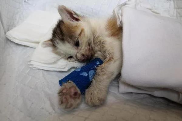 猫中毒的症状，表现为厌食症或食欲不振等