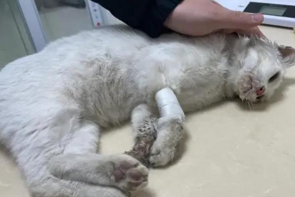 猫中毒的症状，表现为厌食症或食欲不振等