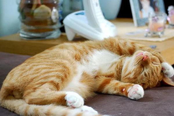 猫中毒的症状，表现为厌食症或食欲不振等