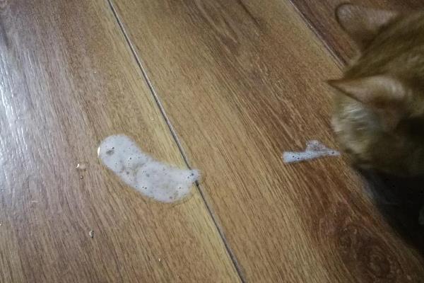 猫中毒的症状，表现为厌食症或食欲不振等