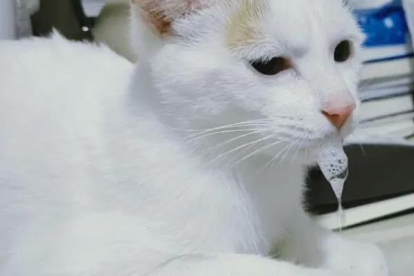 猫中毒的症状，表现为厌食症或食欲不振等