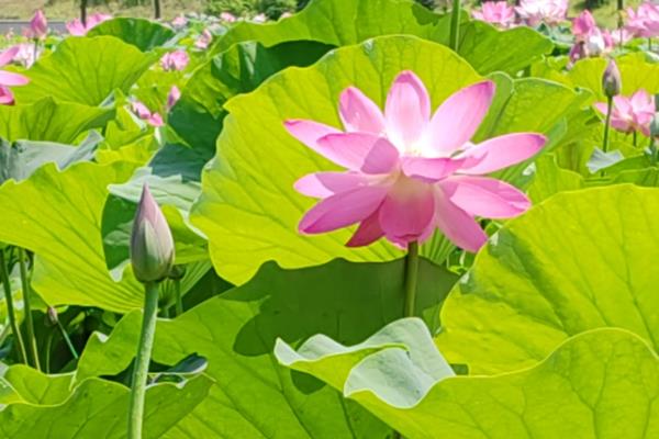 圆明园荷花适合什么时候观赏，最佳观赏期在7月