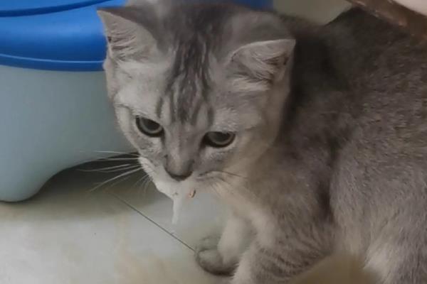 猫中毒的症状，表现为厌食症或食欲不振等