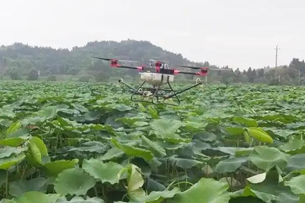 圆明园荷花适合什么时候观赏，最佳观赏期在7月
