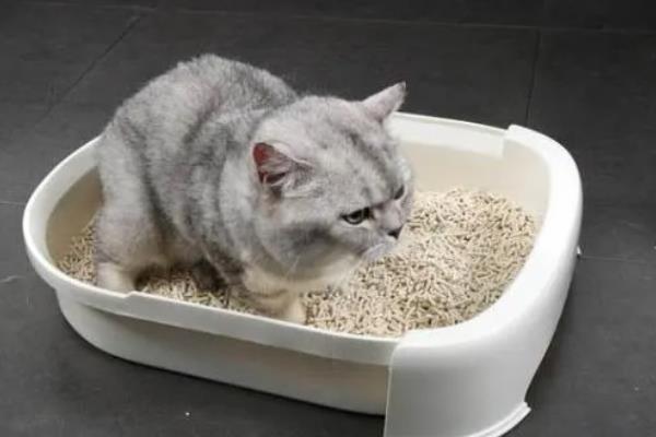 猫中毒的症状，表现为厌食症或食欲不振等