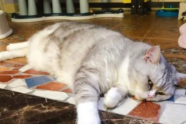 猫中毒的症状，表现为厌食症或食欲不振等