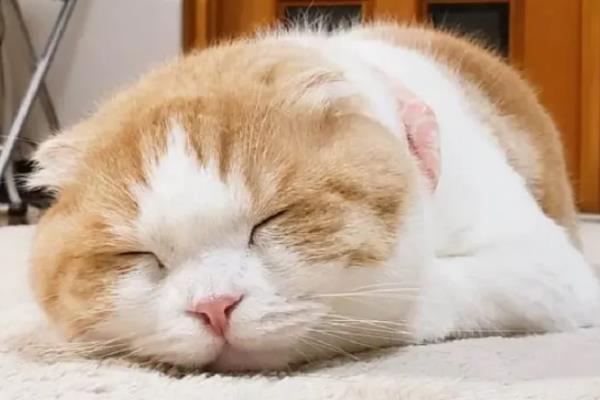 猫中毒的症状，表现为厌食症或食欲不振等