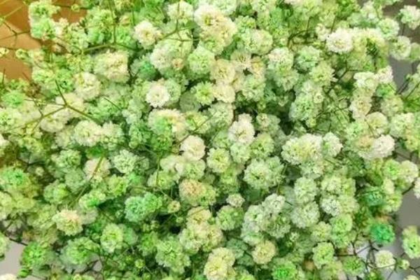 绿色满天星的花语，寓意生命的活力