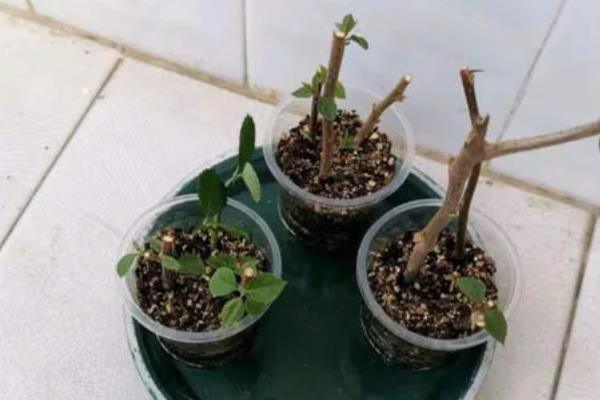 三角梅的扦插繁殖方法，通常在春季进行