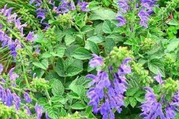 丹参的花期，在每年的4-8月