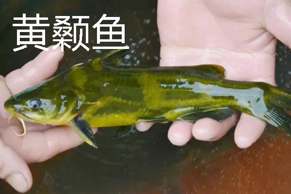 用几号伊豆钩垂钓黄尾鱼，一般选择2-5号伊豆钩