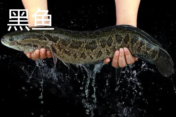 用几号伊豆钩垂钓黄尾鱼，一般选择2-5号伊豆钩
