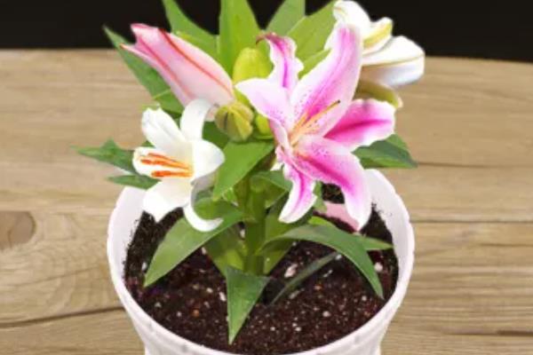 百合花的养殖方法，栽植宜在9-10月进行