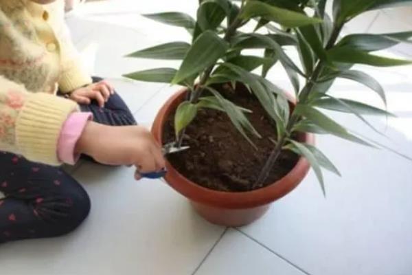 百合花的养殖方法，栽植宜在9-10月进行