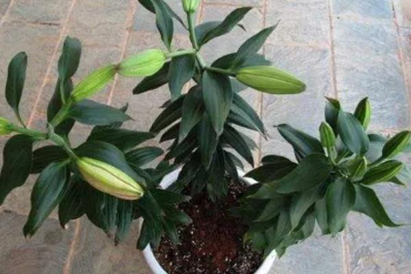 百合花的养殖方法，栽植宜在9-10月进行