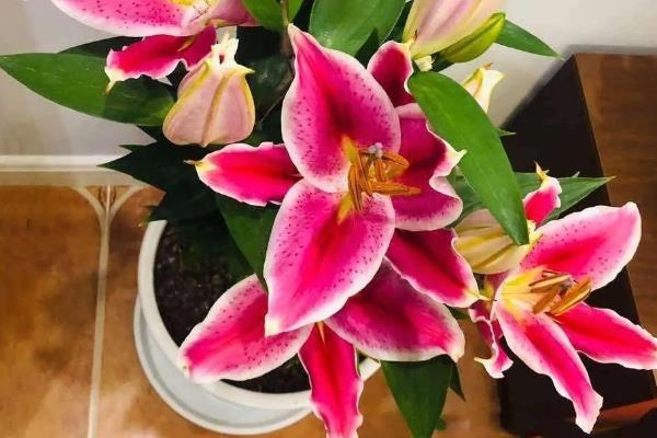 百合花的养殖方法，栽植宜在9-10月进行