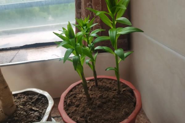 百合花的养殖方法，栽植宜在9-10月进行