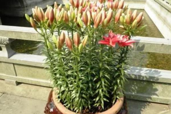 百合花的养殖方法，栽植宜在9-10月进行