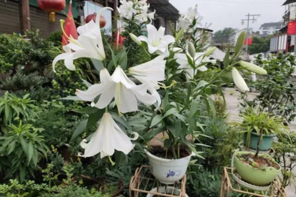 百合花的养殖方法，栽植宜在9-10月进行