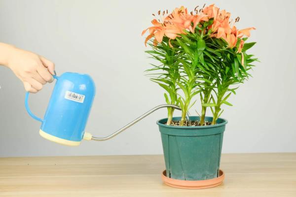 百合花的养殖方法，栽植宜在9-10月进行